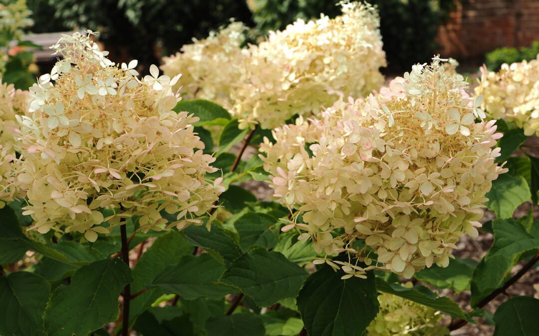 paniculata ‘Mega Pearl’