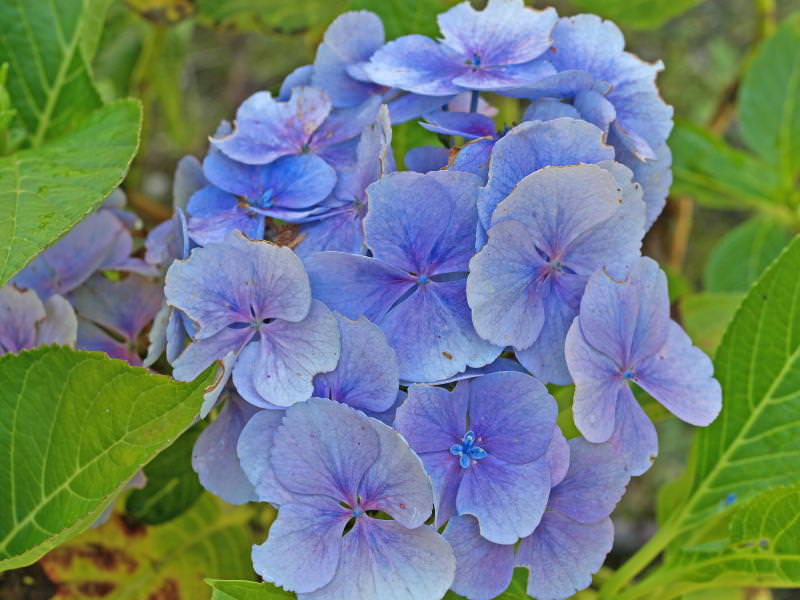 macrophylla ‘Blauling’  (Wadenswill 1984)