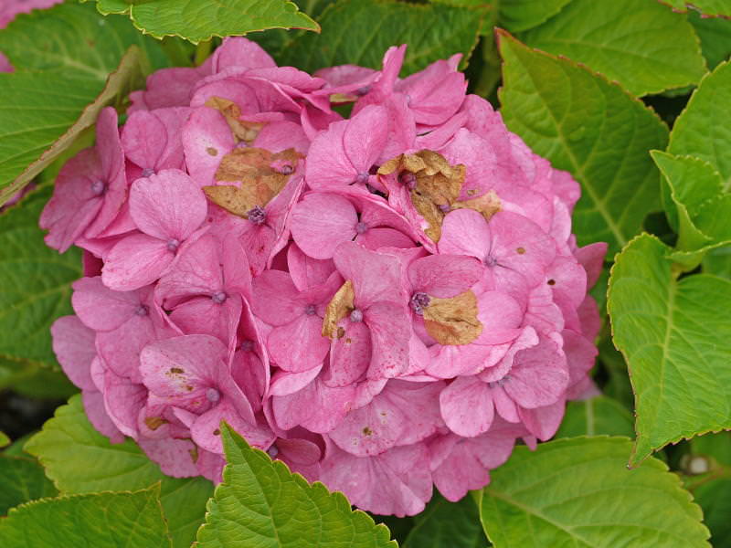 macrophylla ‘Pensee’   (unknown origin pre 1958)