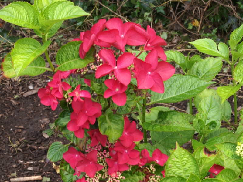 macrophylla ‘Lady in Red’   (Michael A. Watkinsville)