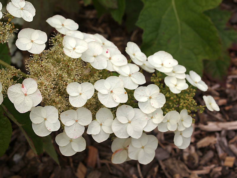 quercifolia ‘Snow Queen’    (Bill Flemer)