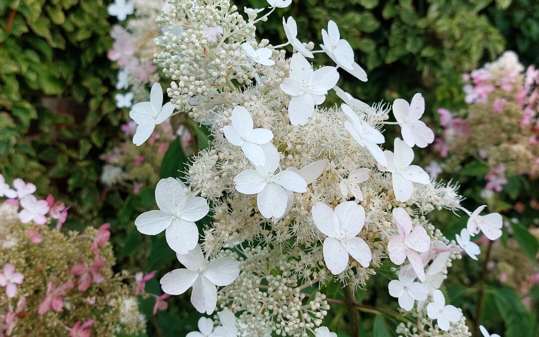 paniculata ‘Akazukin’