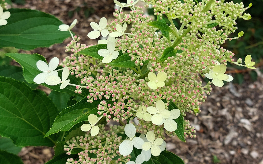 paniculata ‘Aso Vulcan’