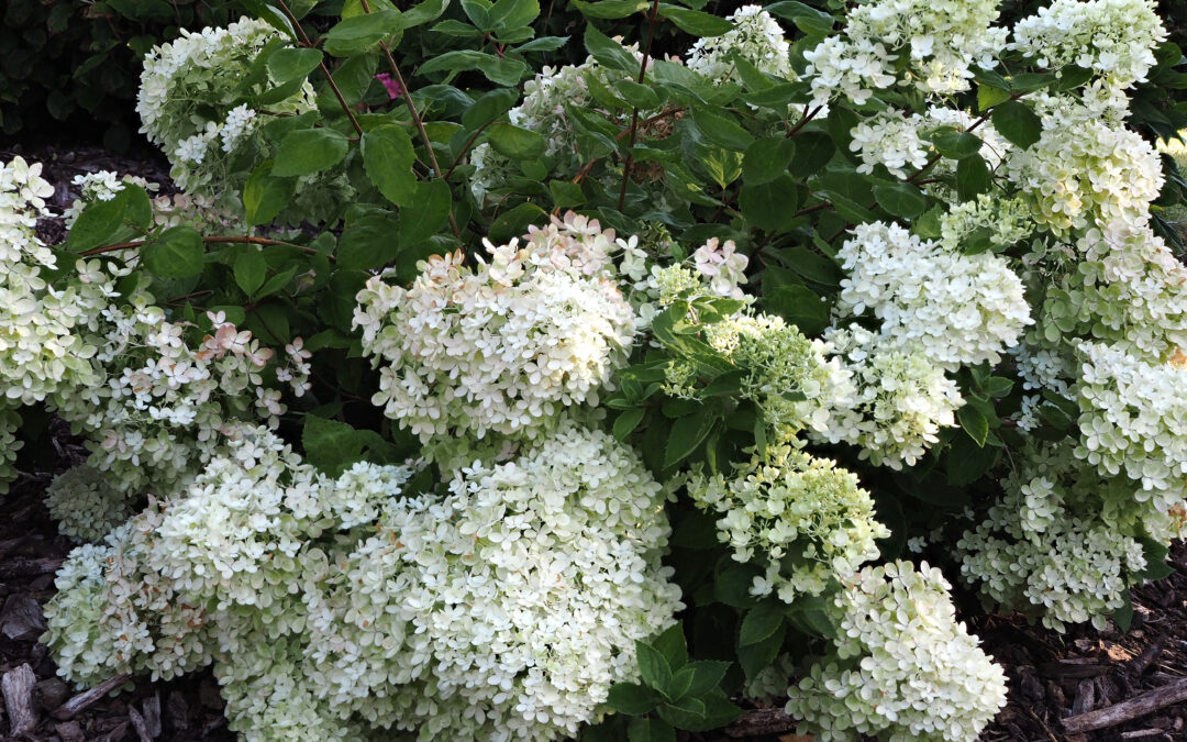 paniculata ‘Bombshell’