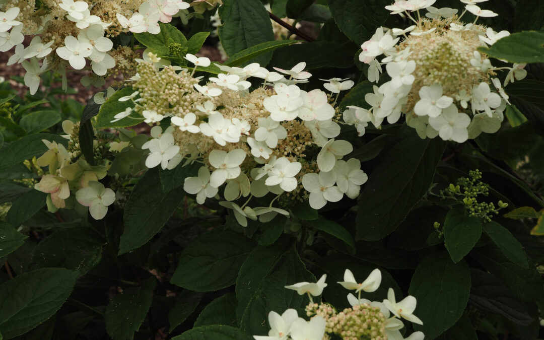 paniculata ‘Darts Little Dot’