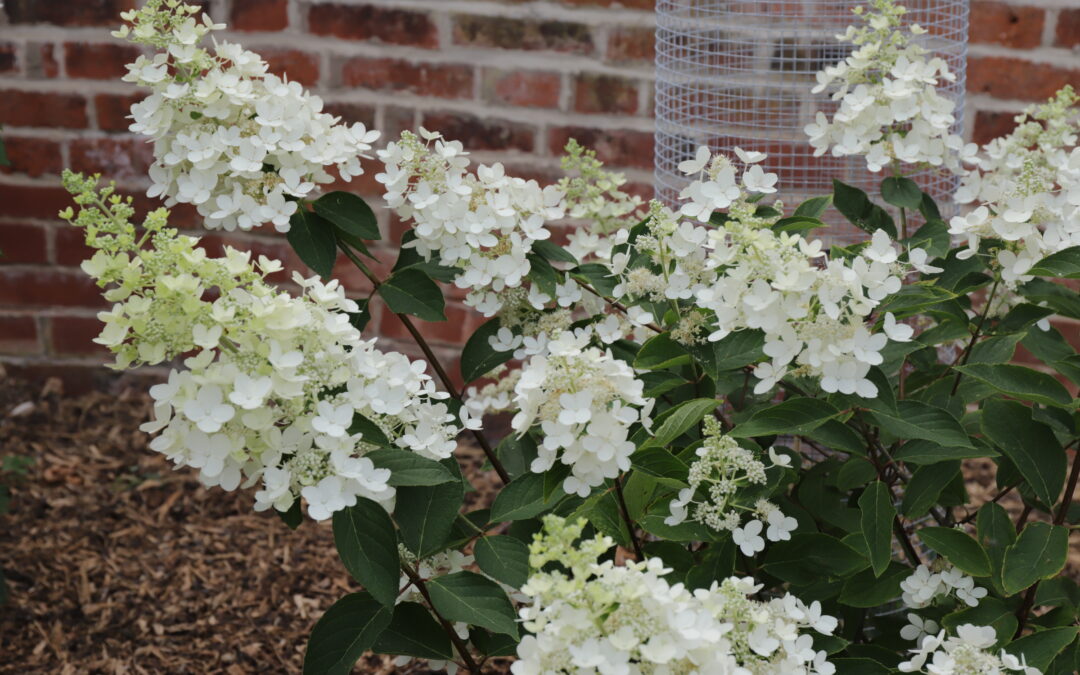 paniculata ‘Everest’