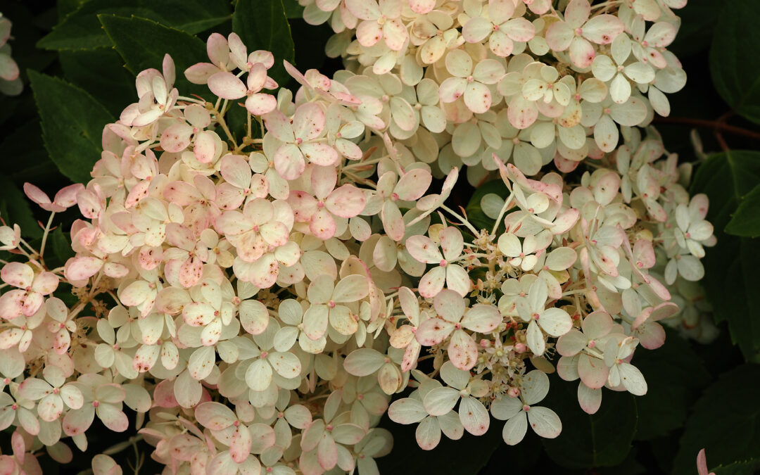 paniculata ‘Harry’s Souvenir’