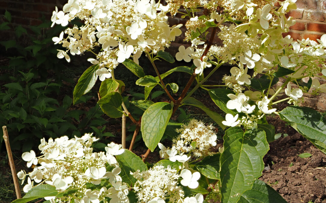 paniculata ‘Hime-Nori-utsugi’