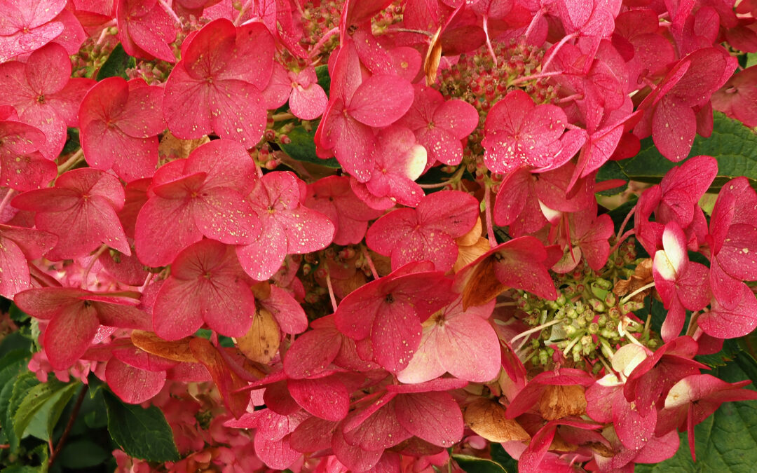 paniculata ‘Mega Mindy’