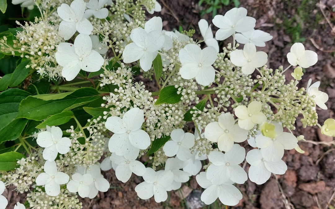 paniculata ‘Minazuki’