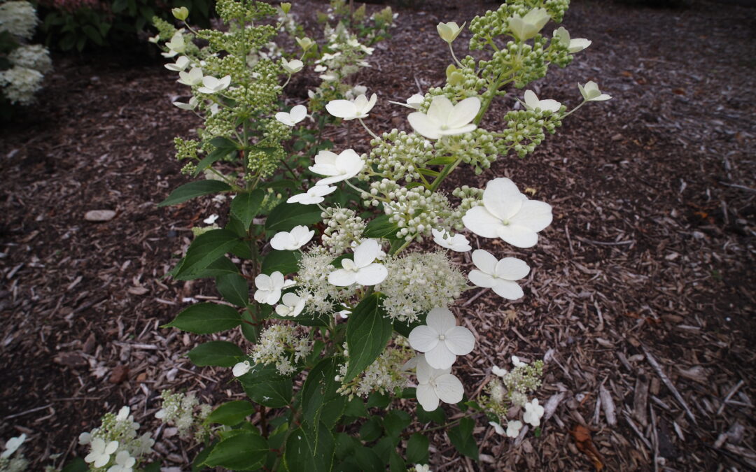 paniculata ‘National Arboretum’