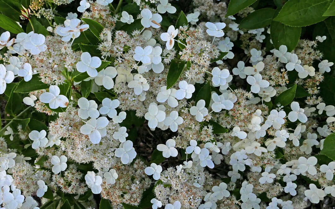 paniculata ‘Prim White’