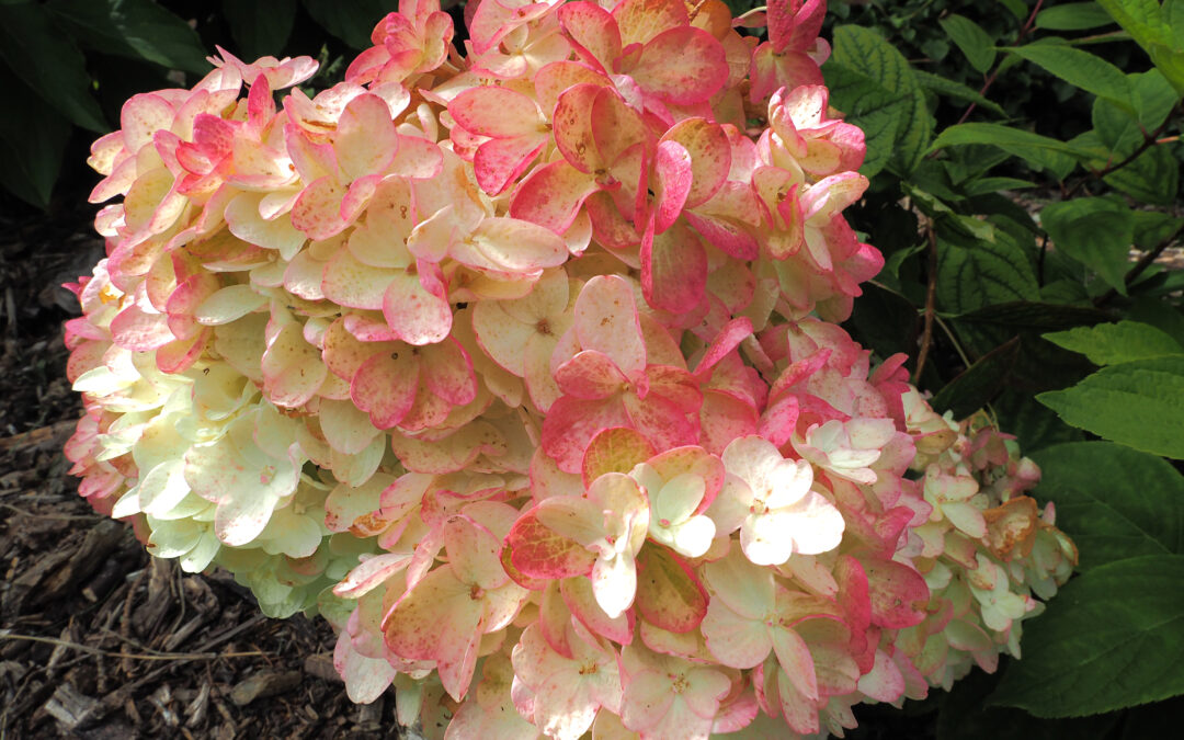 paniculata ‘Rosy Morn’