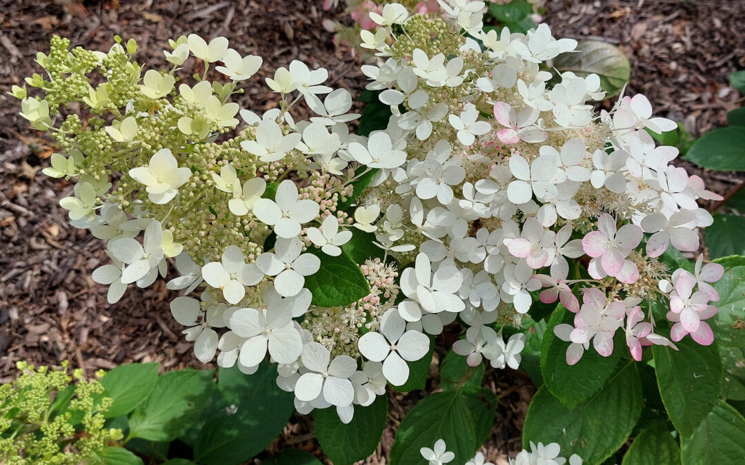 paniculata ‘Ruby’