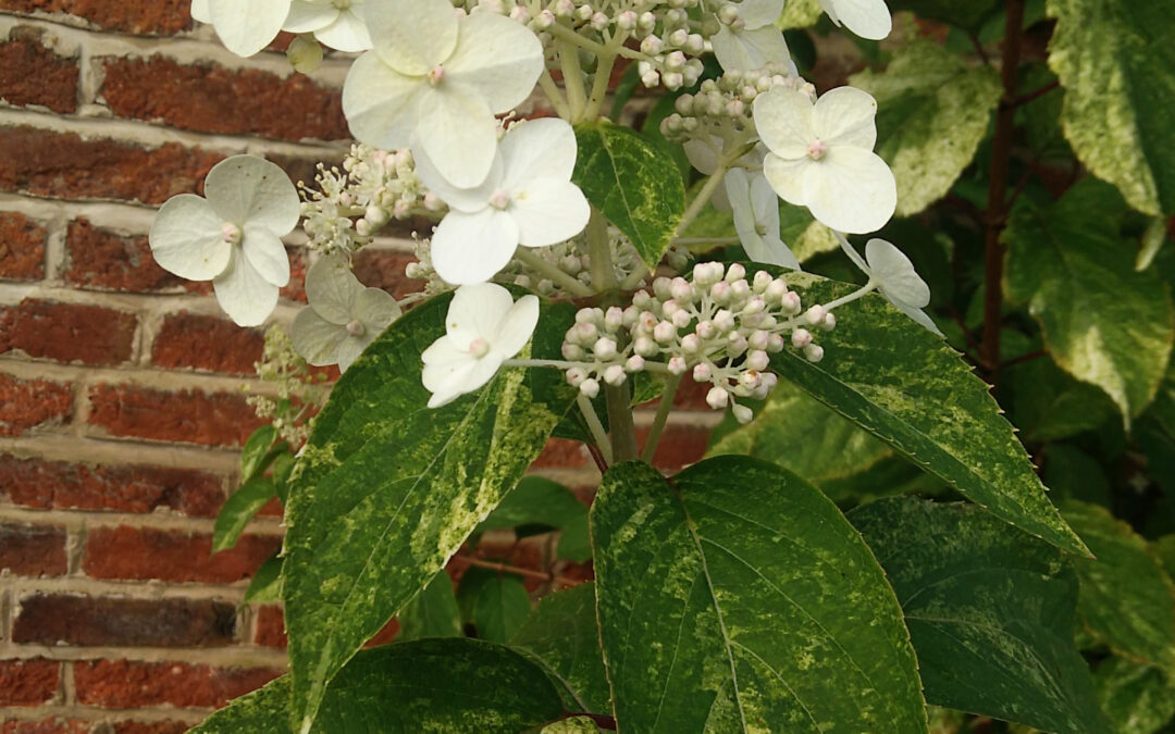 paniculata ‘Shikoku Flash’