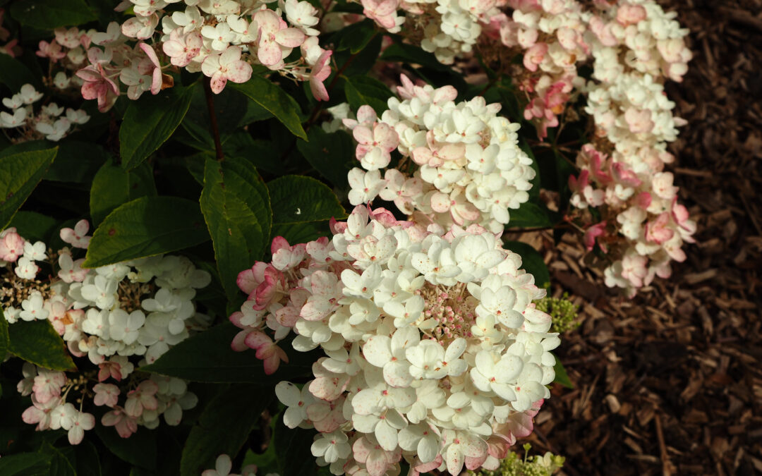 paniculata ‘Tickled Pink’