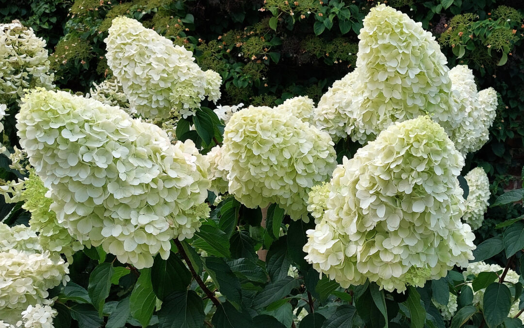 paniculata ‘White Diamonds’