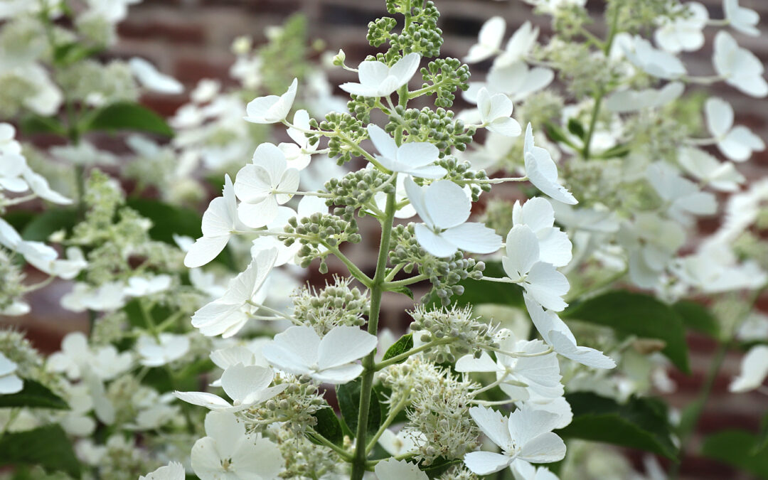 paniculata ‘White Lady’