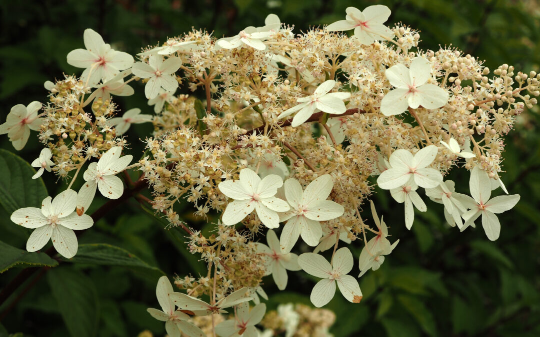 paniculata ‘Yuan Yang’