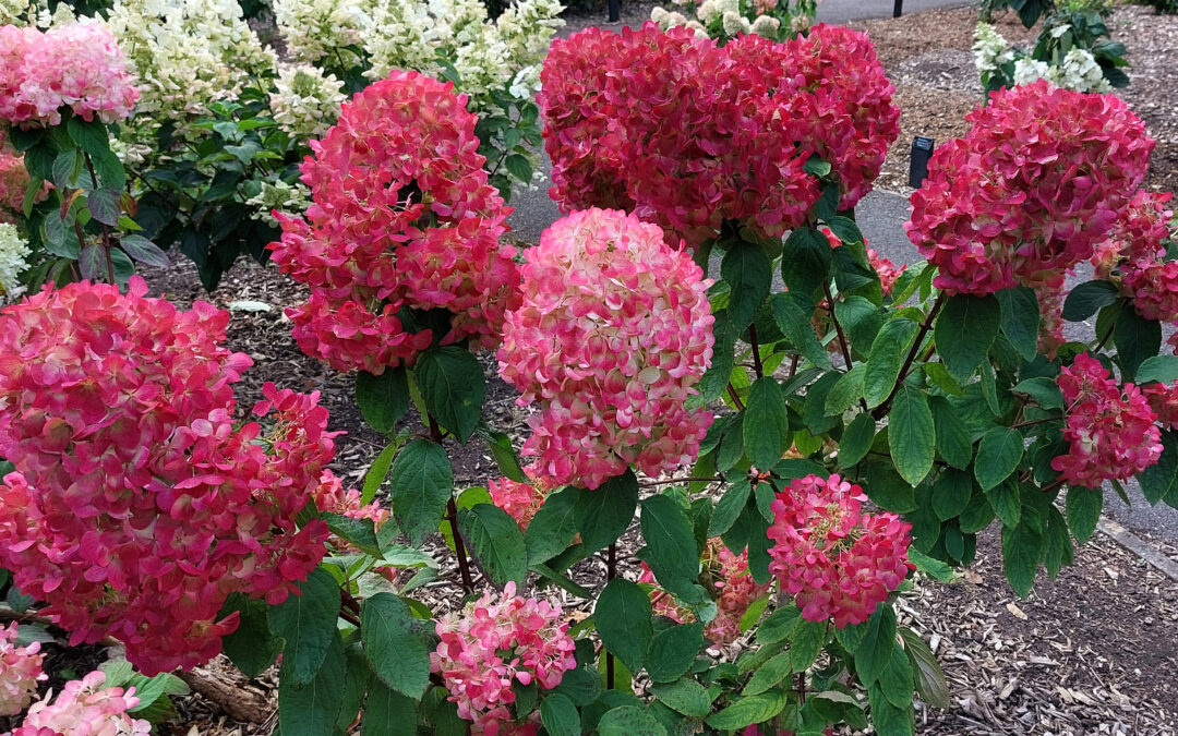 paniculata ‘Diamant Rouge’