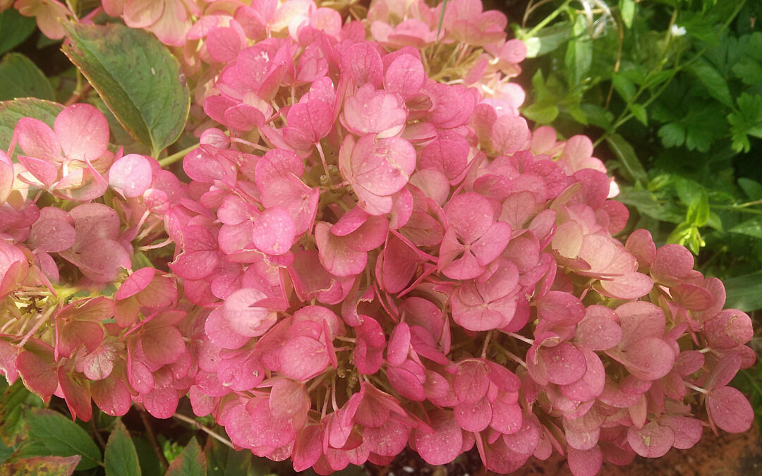 paniculata ‘Sundae Fraise’