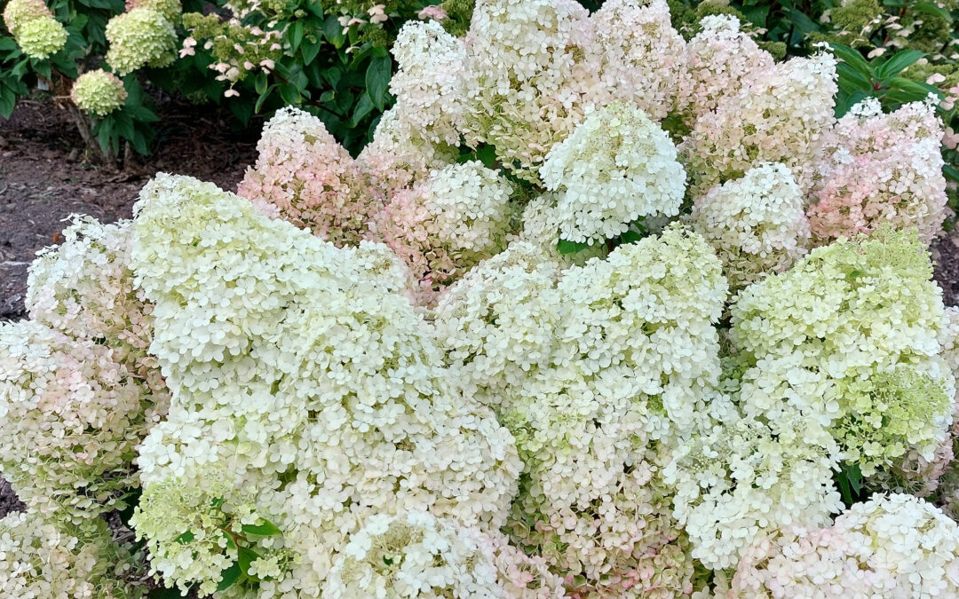 paniculata ‘Bobo’