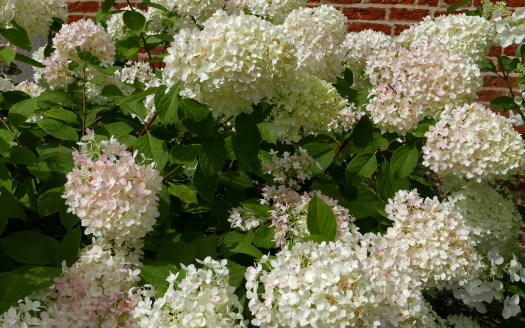 paniculata ‘Grandiflora Compacta’