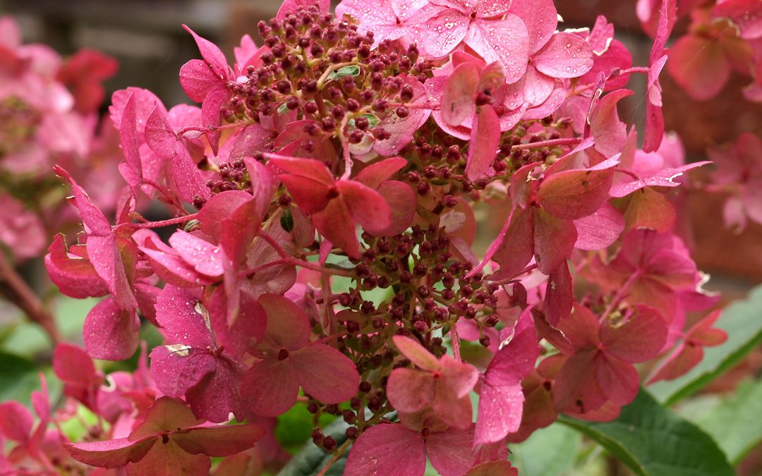 paniculata ‘Wim’s Red’