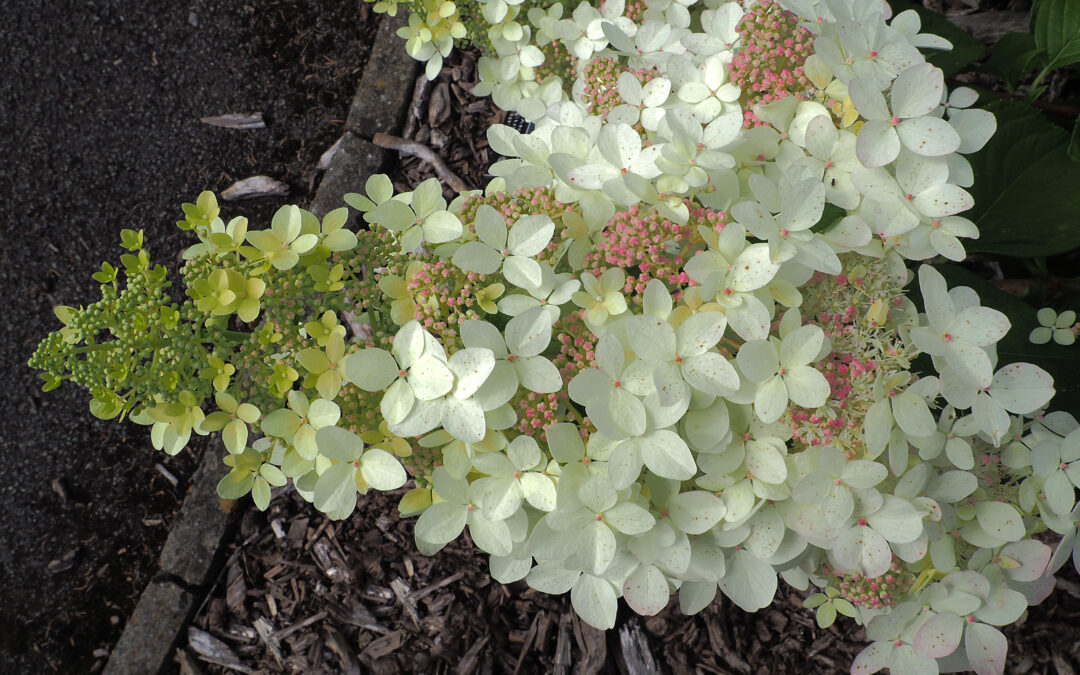 paniculata ‘Confetti’