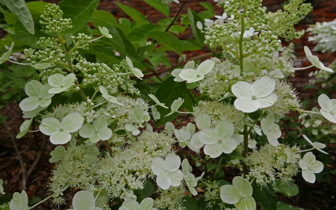 paniculata ‘Magical Himalaya’