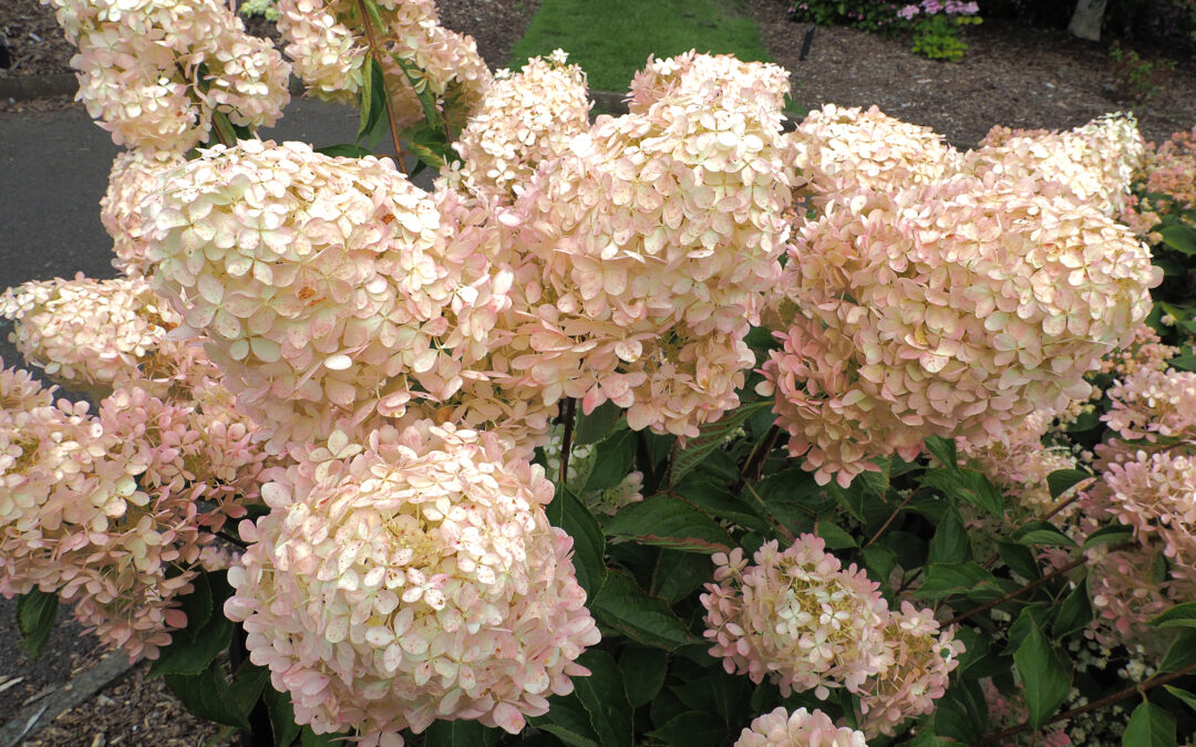 paniculata ‘Magical Summer’