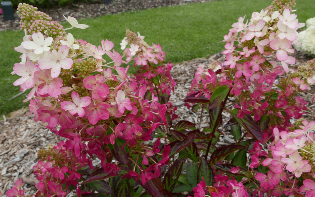 paniculata ‘Magical Vesuvio’