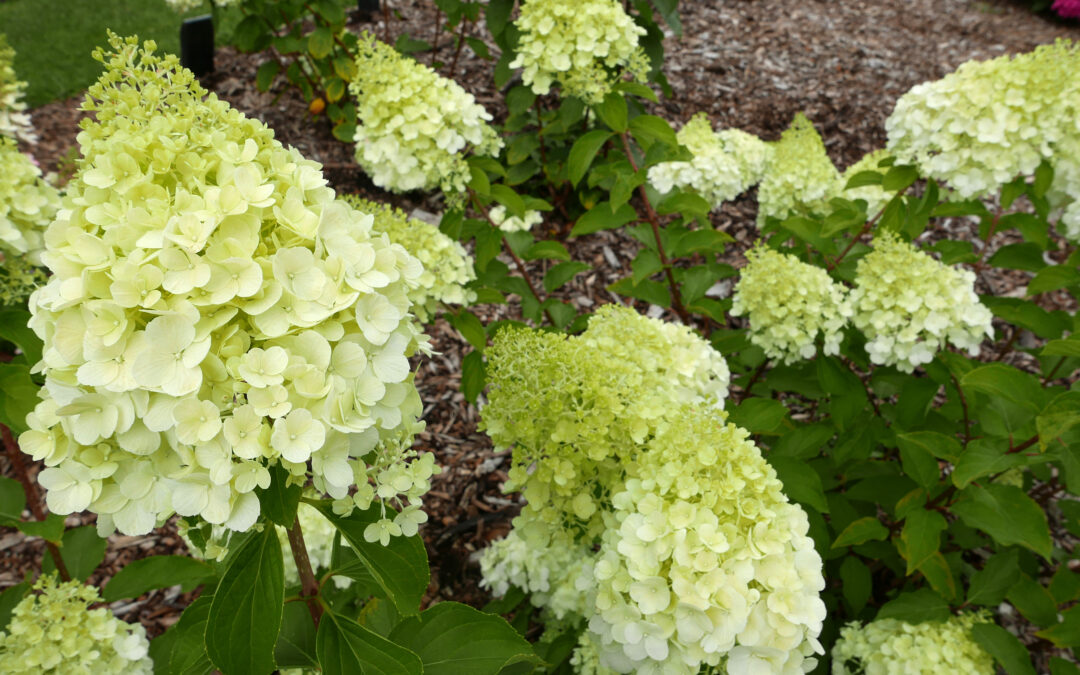 paniculata ‘Polar Bear’