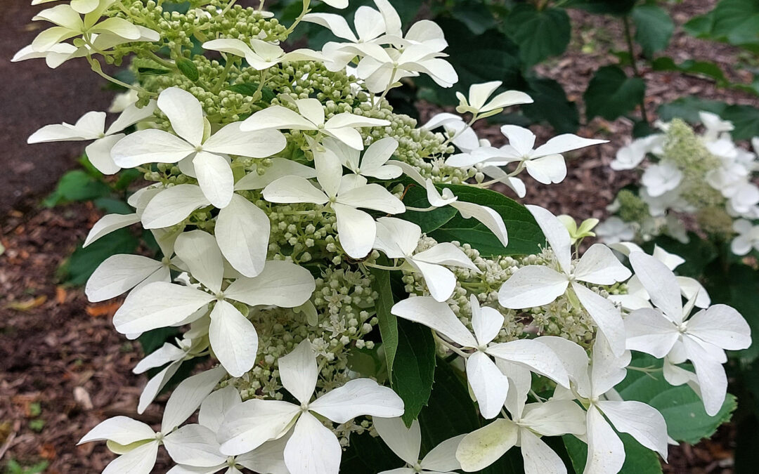 paniculata ‘Athena’