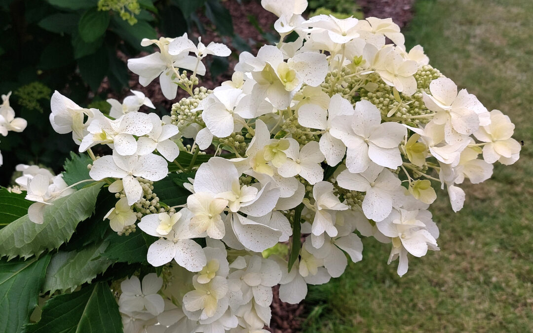 paniculata ‘Butterfly’