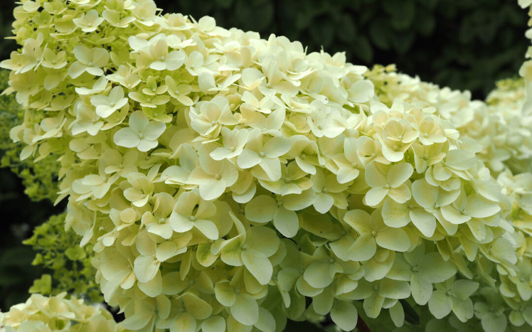 paniculata ‘Diamantino’