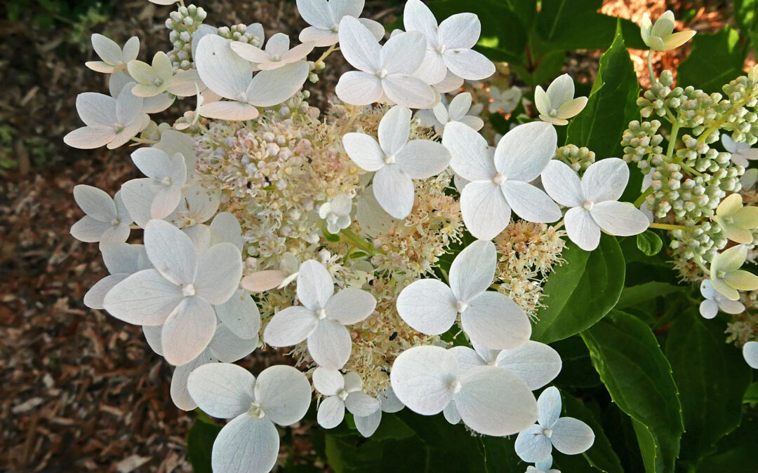 paniculata ‘Marie Louise’