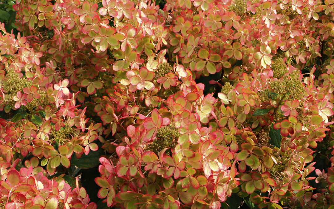 paniculata ‘Pastel Green’