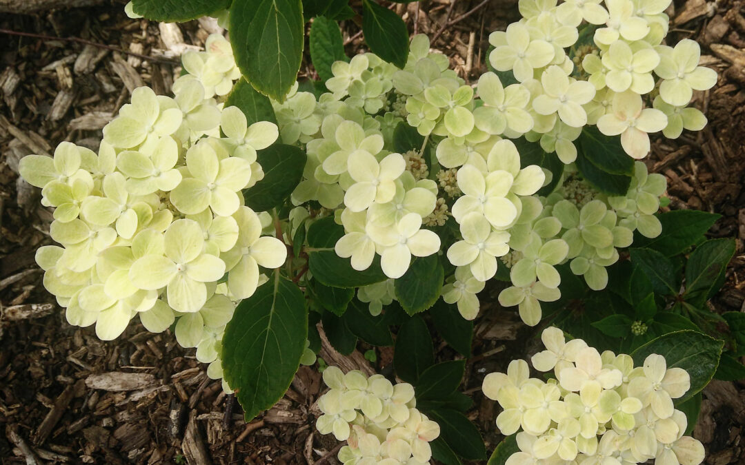 paniculata ‘Polestar’