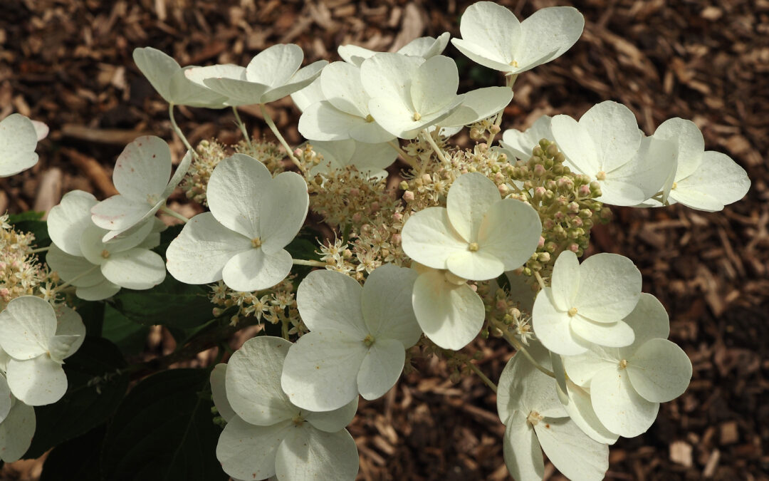 paniculata ‘Satellite Dish’