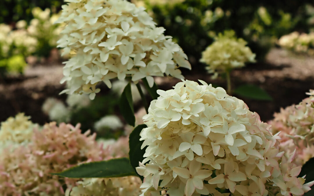 paniculata ‘Skyfall’