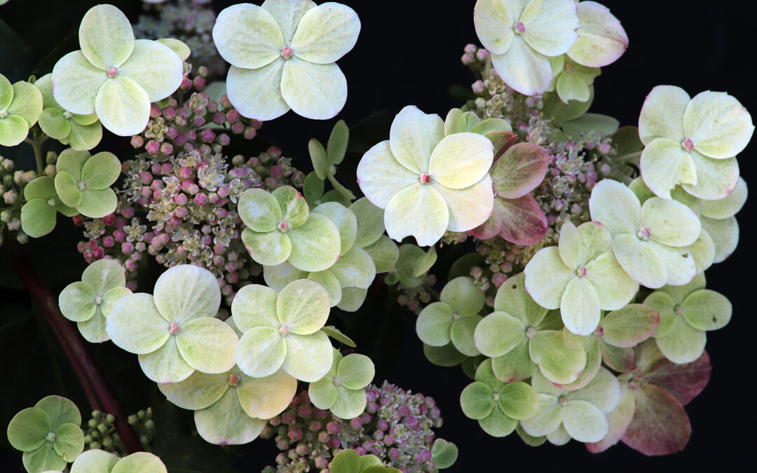 paniculata ‘Sparkling’