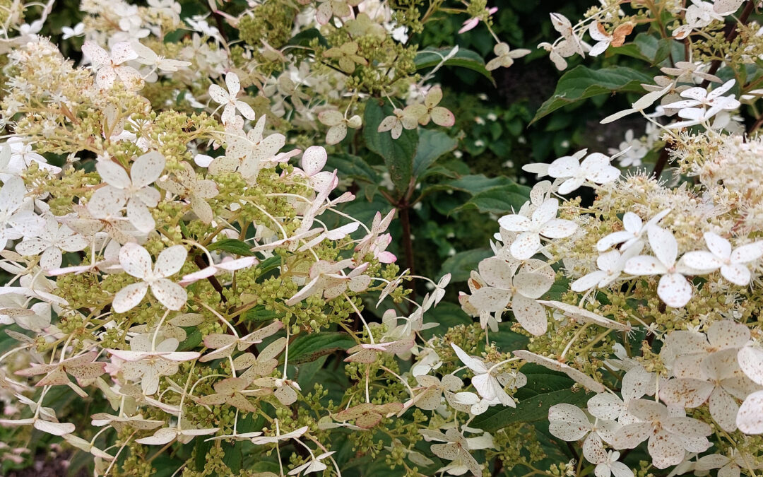 paniculata ssp. angustipetala