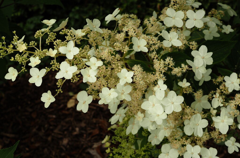 paniculata B&SWJ3542