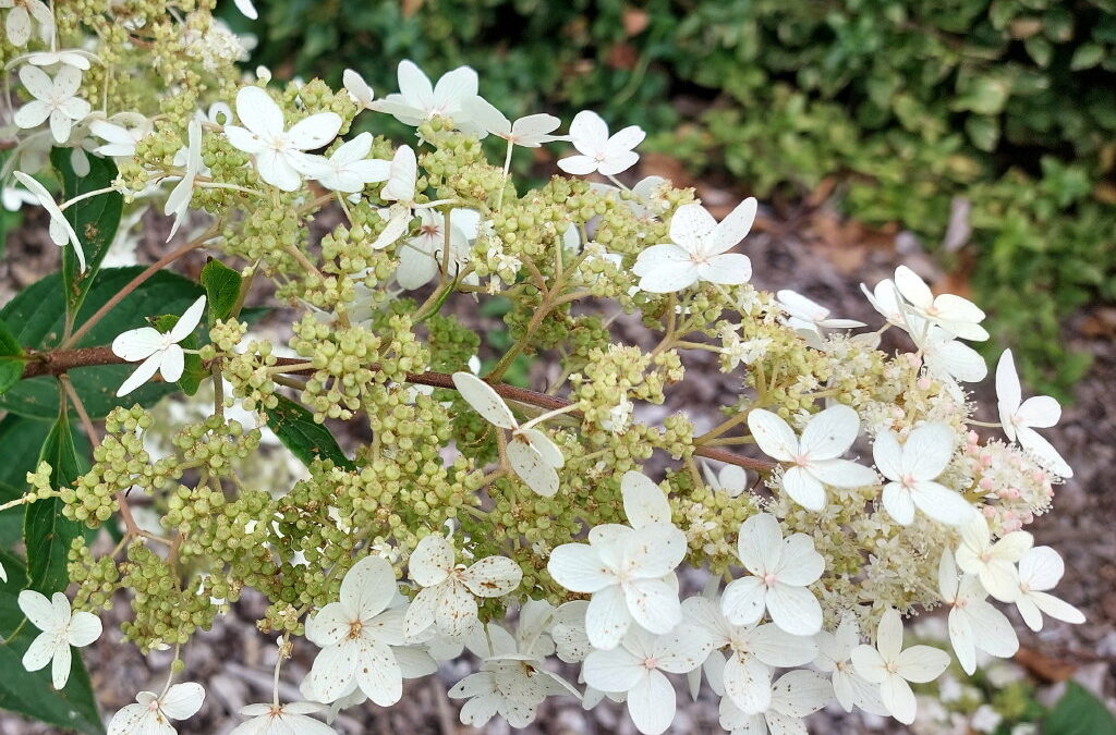 paniculata B&SWJ3556