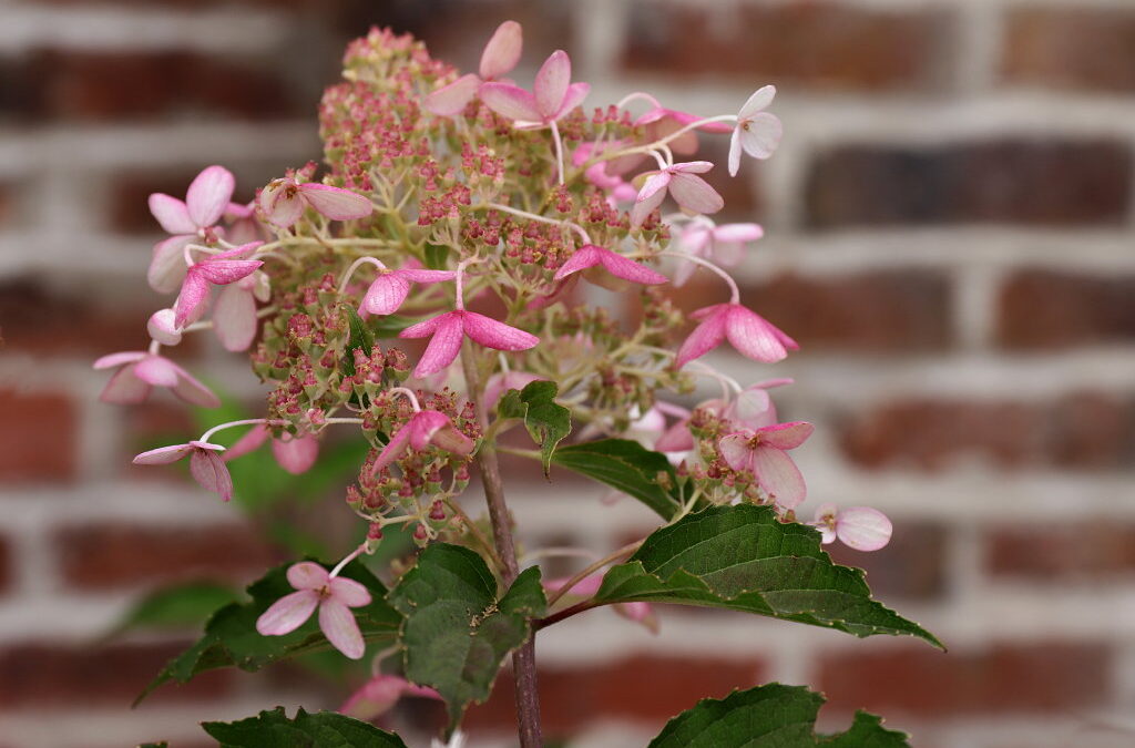 paniculata B&SWJ5413