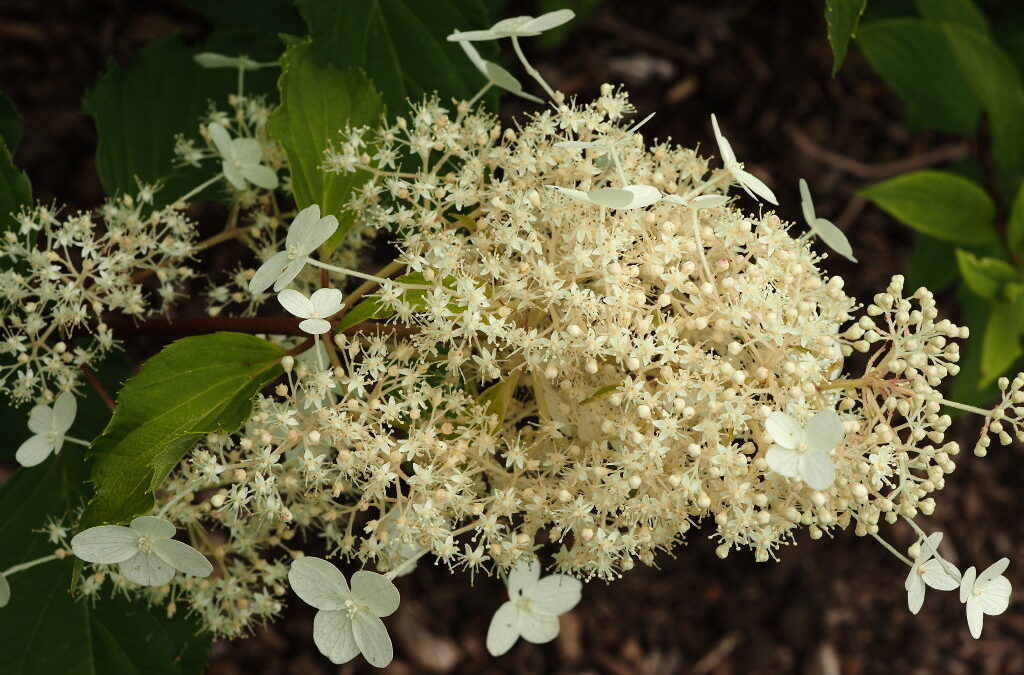 paniculata B&SWJ5809