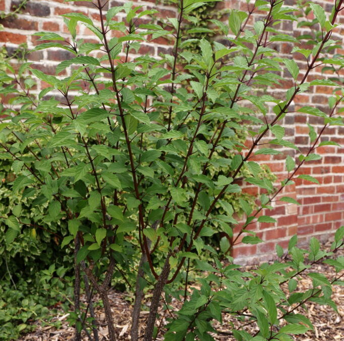 paniculata B&SWJ8894