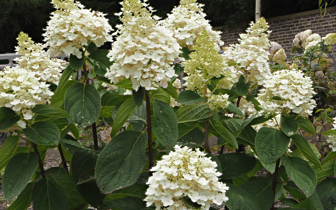 paniculata Baby Lace