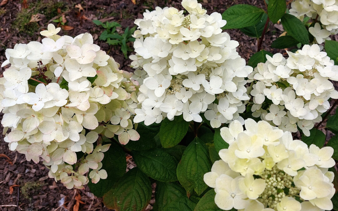 paniculata Barbarouse